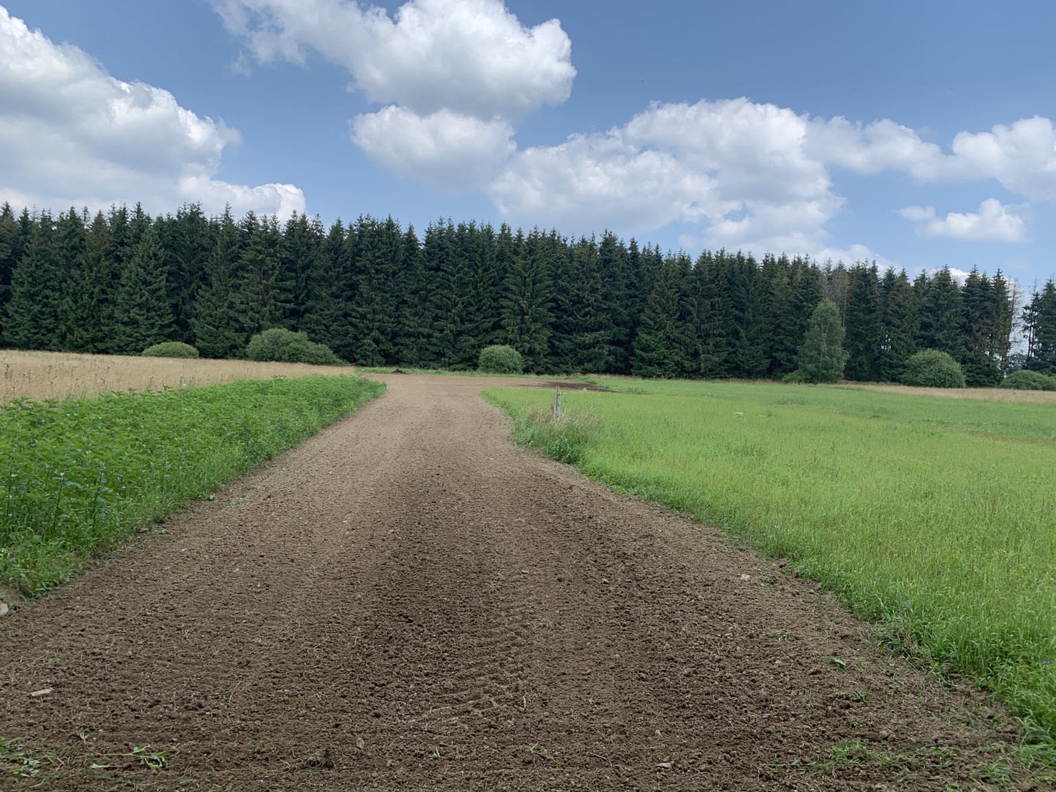 Bearbeiteter Bodenstreifen zwischen grünen Pflanzenflächen am Waldrand